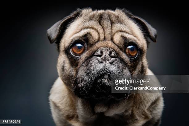 grumpy pug with a very sad face - animal head stock pictures, royalty-free photos & images
