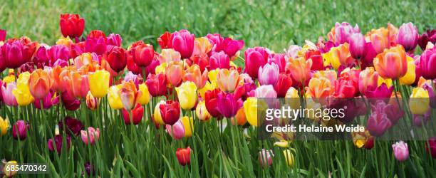 tulips landscape - tulp stockfoto's en -beelden