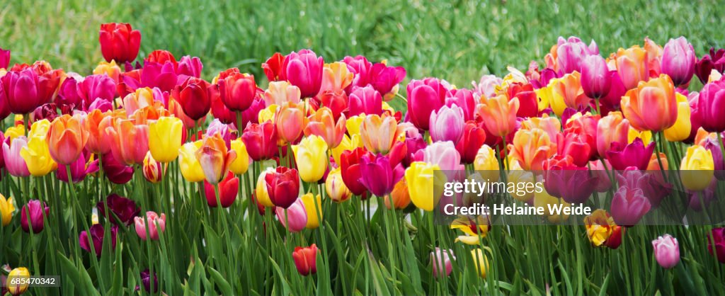 Tulips landscape