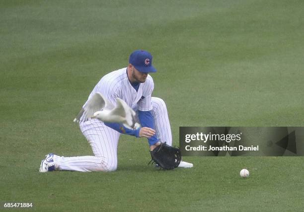 Ian Happ of the Chicago Cubs fields a ball as a seagull flies past against the Milwaukee Brewers in the 5th inning at Wrigley Field on May 19, 2017...