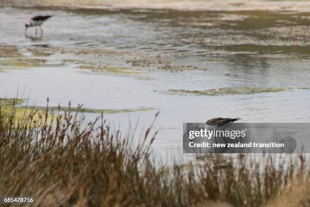 adult pied stilt feeding in the pond - watershed 2017 stock pictures, royalty-free photos & images