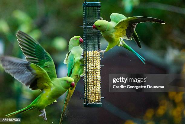 rose-ringed or ring-necked parakeets - bird feeder stock pictures, royalty-free photos & images