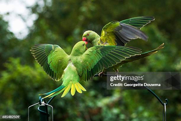 rose-ringed or ring-necked parakeets - parakeet stock pictures, royalty-free photos & images