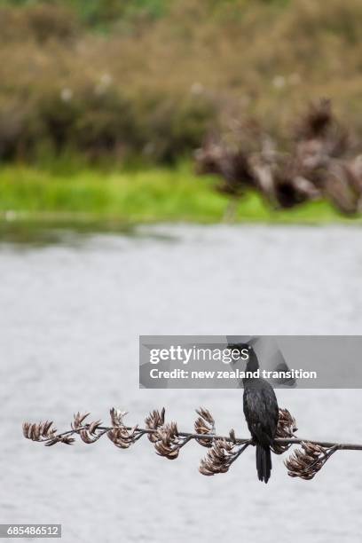 little shag perching on the flax - kapiti coast stock pictures, royalty-free photos & images