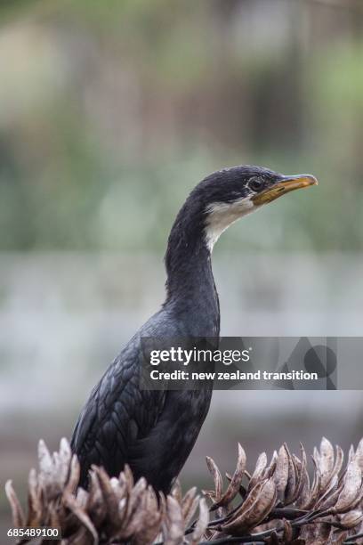 closeup of a little shag on the flax - kapiti coast stock pictures, royalty-free photos & images