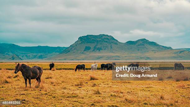 icelandic horses in a meadow in southern iceland. - langjokull stock pictures, royalty-free photos & images