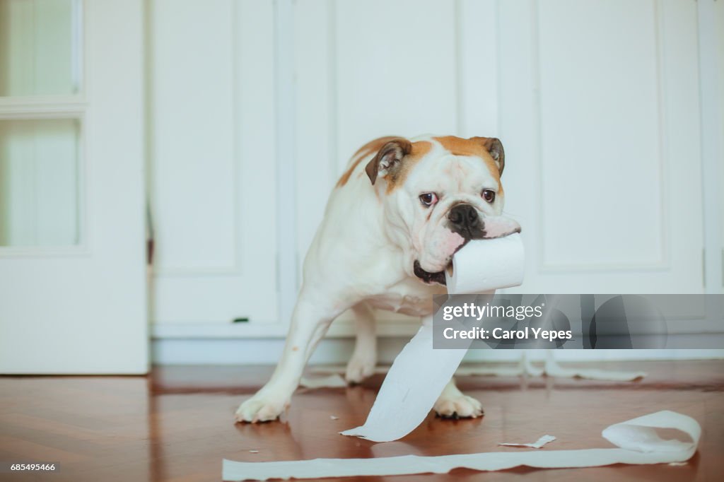 Dog playing  with lavatory paper on bathroom floor