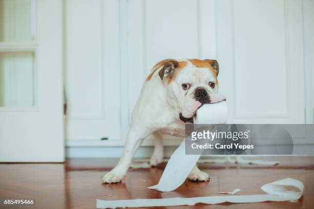 dog playing  with lavatory paper on bathroom floor - no toilet paper stock pictures, royalty-free photos & images