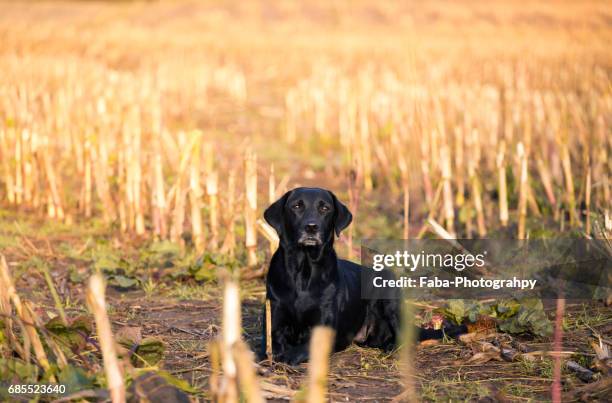 dog - tierkörper stockfoto's en -beelden