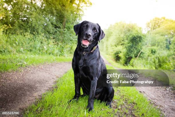 labrador - rassehund ストックフォトと画像