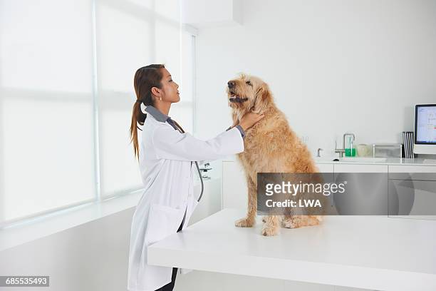 female vet examining dog - veterinario imagens e fotografias de stock