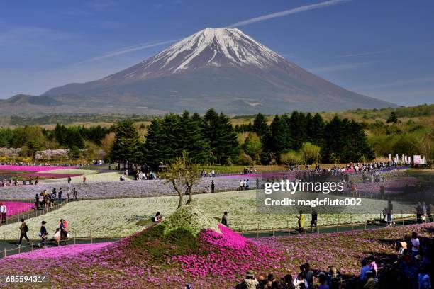 mt. fuji und moss phlox blumen - phlox stock-fotos und bilder