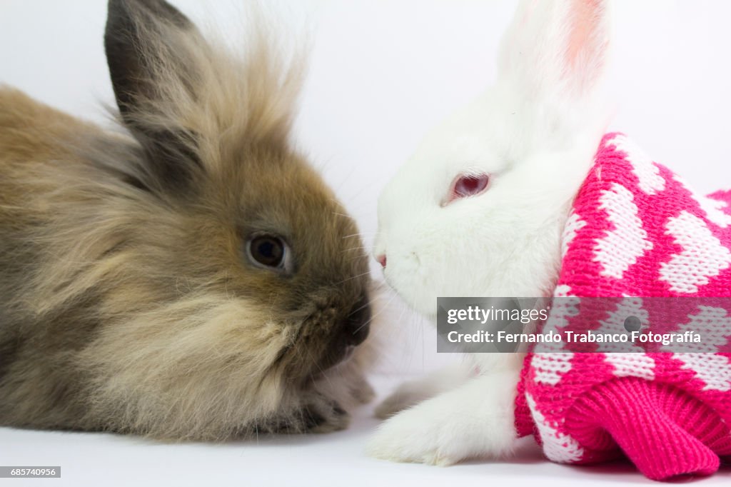 Dwarf Rabbits Two Two Dwarf Rabbits In Love With A Wool Sweater Coat For The Cold High ...