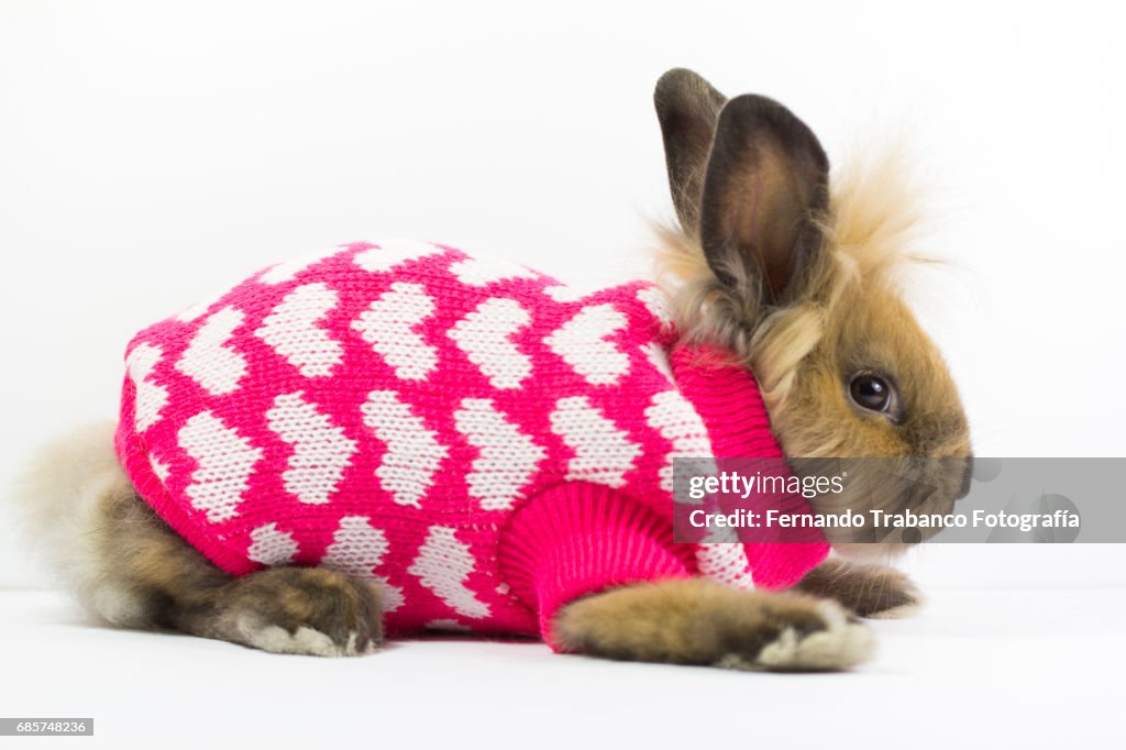 Furry dwarf rabbit wrapped and disguised in a winter wool sweater with hearts and love, Oryctolagus cuniculus domesticus