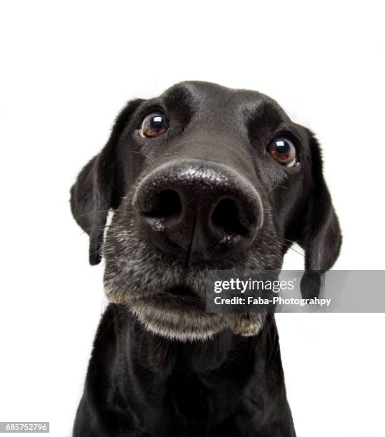 happy dog - haustier stock pictures, royalty-free photos & images