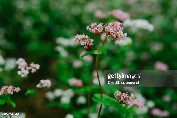 buckwheat flowers shimmering in the wind with a pink and purple colors make up the beautiful color of buckwheat fields - buckwheat stock pictures, royalty-free photos & images