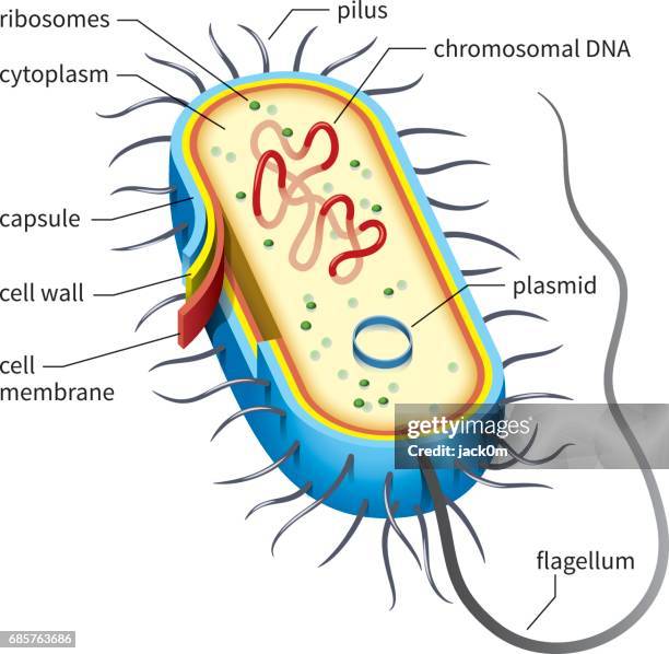 bacterial cell diagram - prokaryote stock illustrations