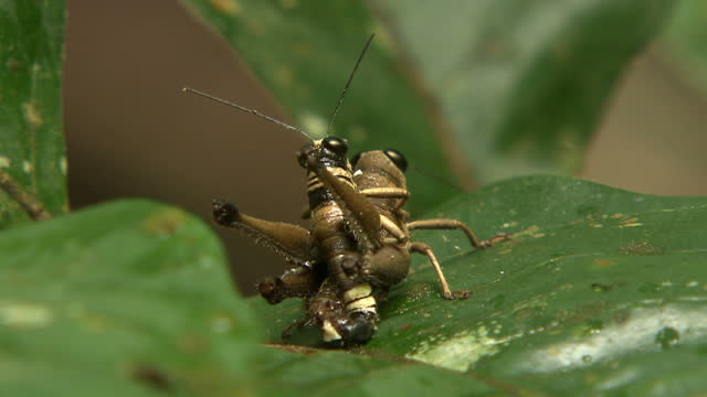 Forrest Insects 439 Amazon Rainforest Insects Stock Videos, Footage, & 4K Video Clips ...
