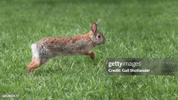 1,023 Rabbit Running Stock Photos, High-Res Pictures, and Images ...