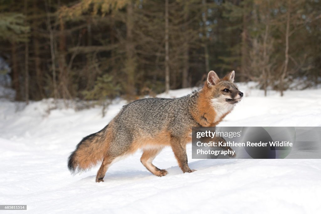 Gray Fox in Snow