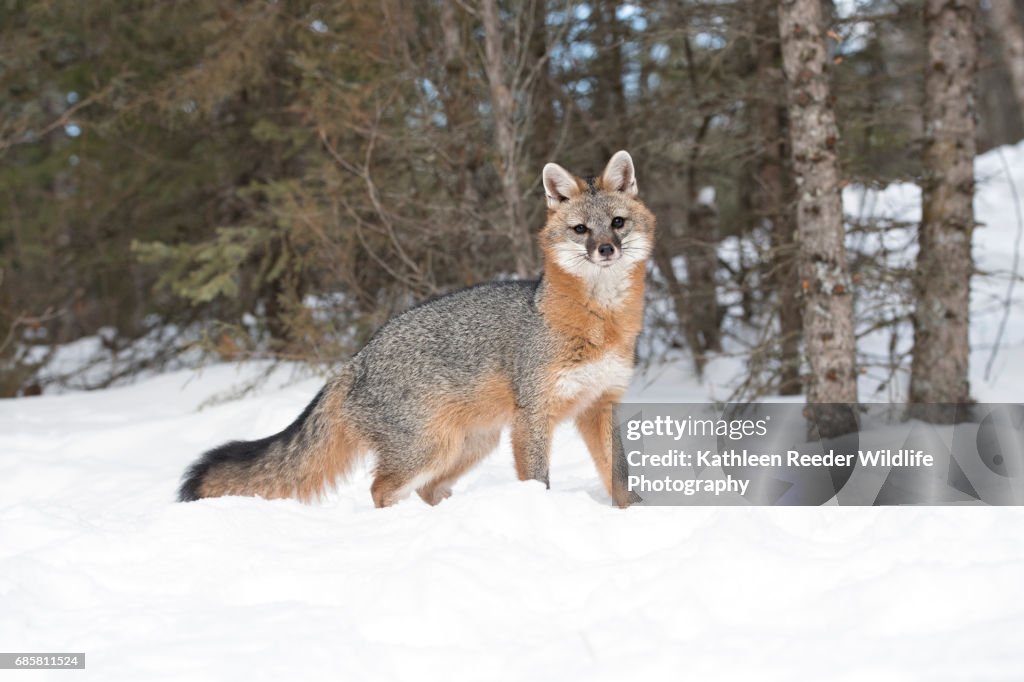 Gray Fox in Snow