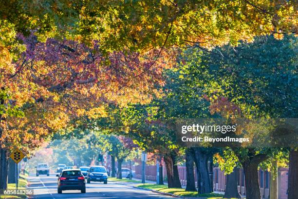 main road in melbourne’s leafy eastern suburbs with autumn colors - arbre main stock pictures, royalty-free photos & images