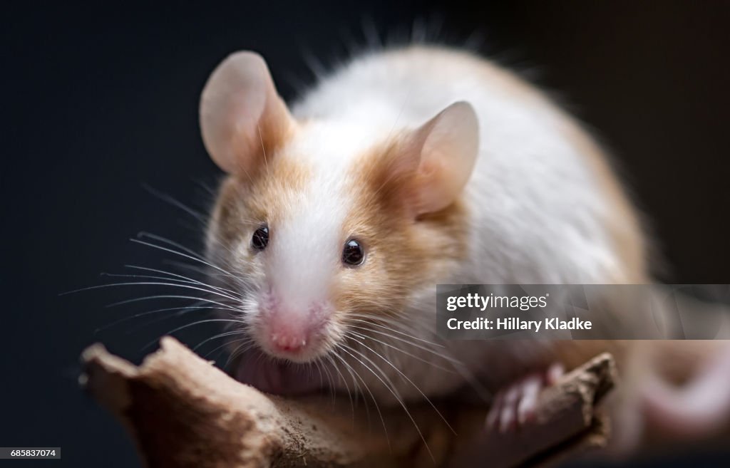 Mouse looking forward