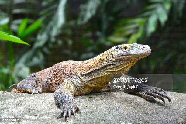 komodo dragon - komodo dragon stock pictures, royalty-free photos & images