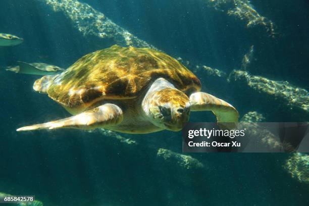 sea turtle - vallejo california stock pictures, royalty-free photos & images
