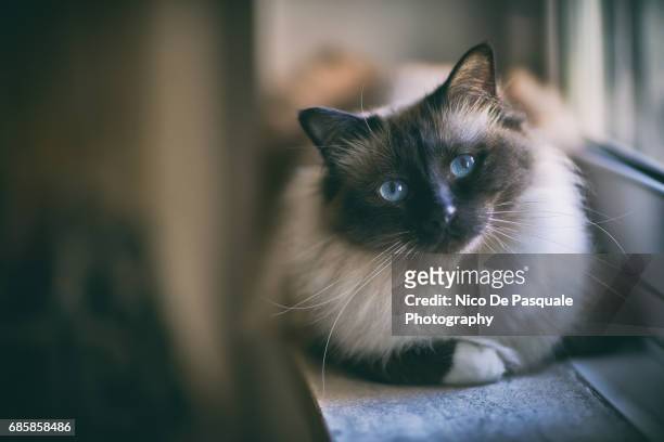 birman cat - cat with blue eyes stock pictures, royalty-free photos & images