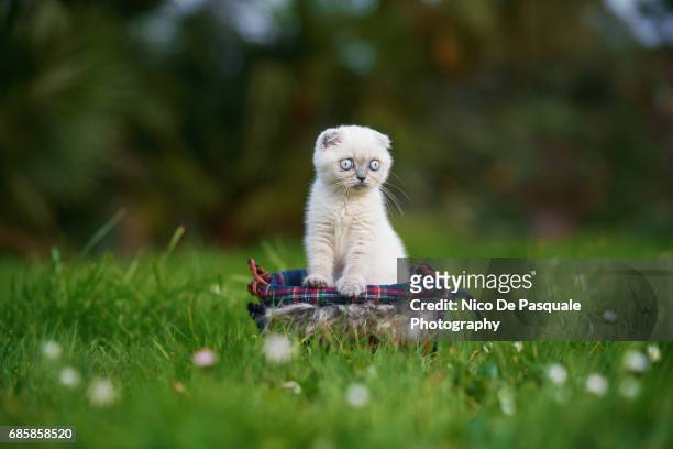 scottish fold - grey kitten stock pictures, royalty-free photos & images
