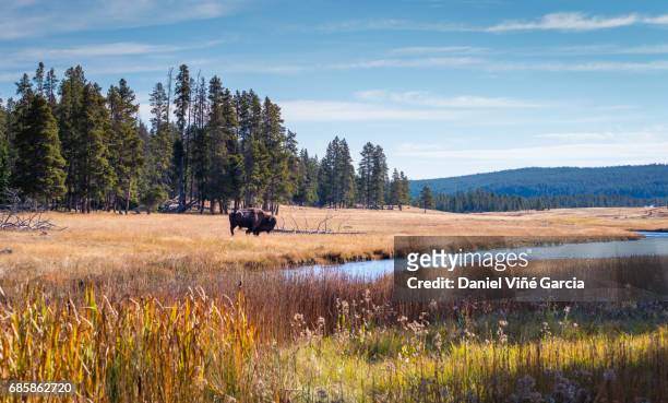 wild bison roam free beneath mountains in yellowstone national park - wild cattle stock-fotos und bilder