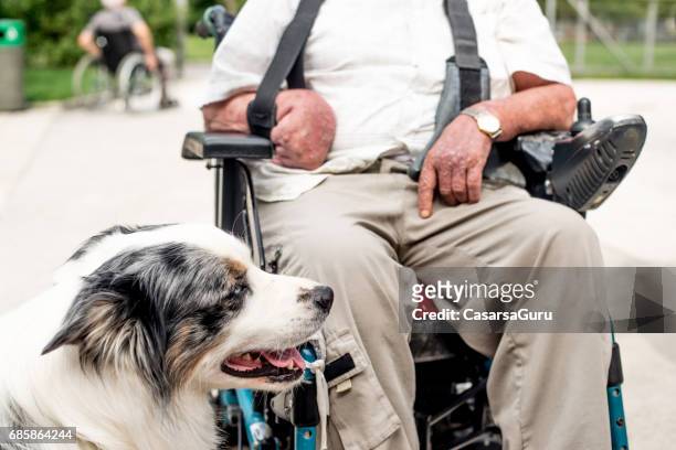 dog as emotional support animal for disabled senior man - emotional support animal stock pictures, royalty-free photos & images