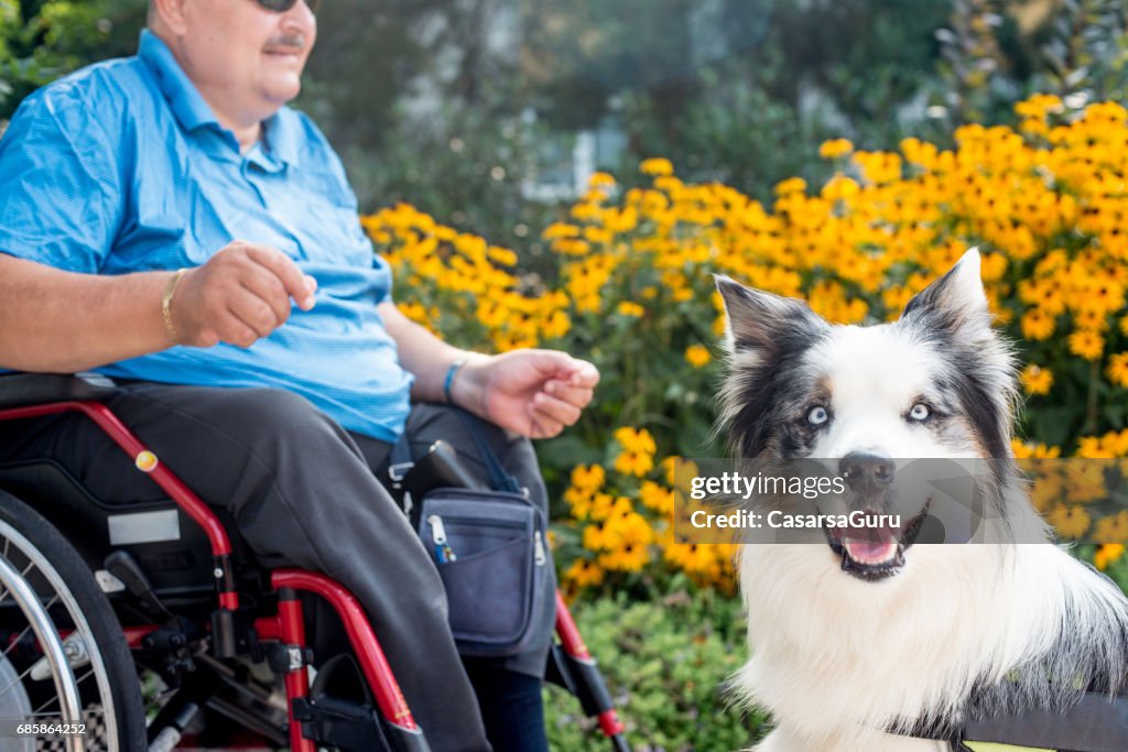Terapien hund hjälper funktionshindrade äldre mannen på rullstol