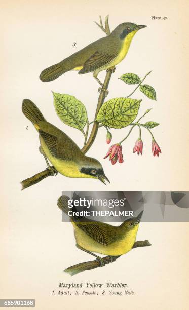 ilustraciones, imágenes clip art, dibujos animados e iconos de stock de maryland reinita amarilla aves litografia 1890 - chipe amarillo