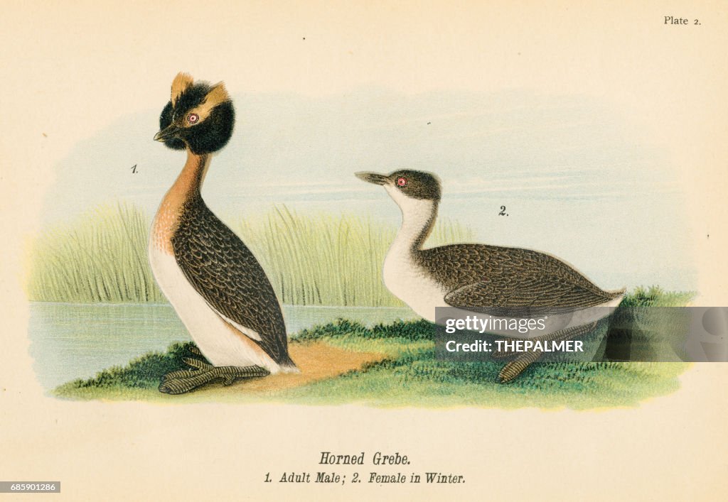 Horned grebe bird lithograph 1890