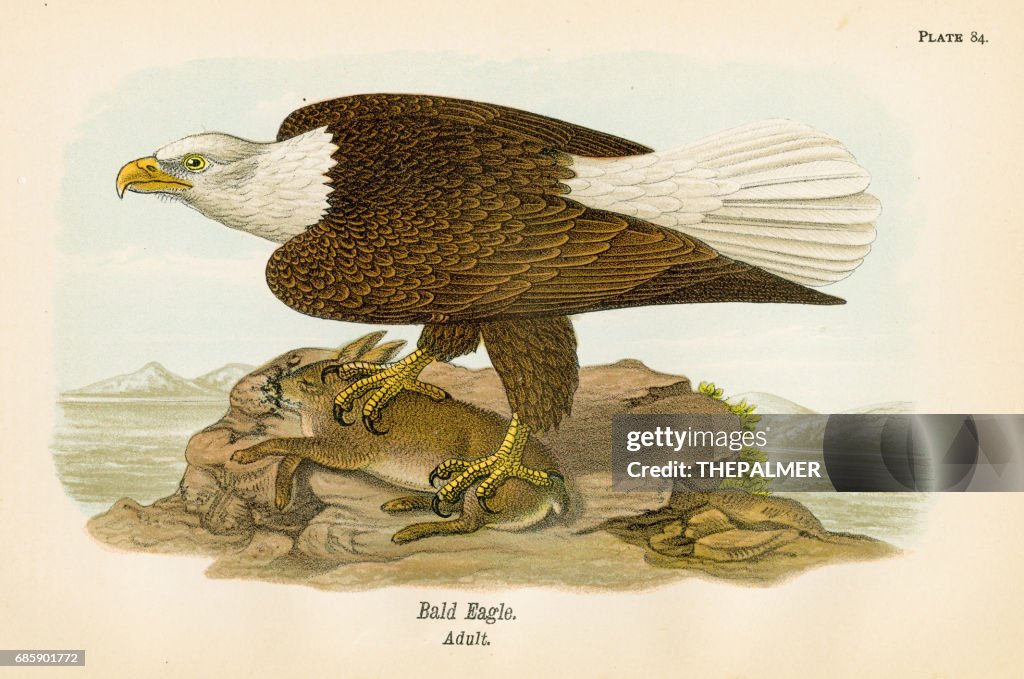 Bald eagle bird lithograph 1890