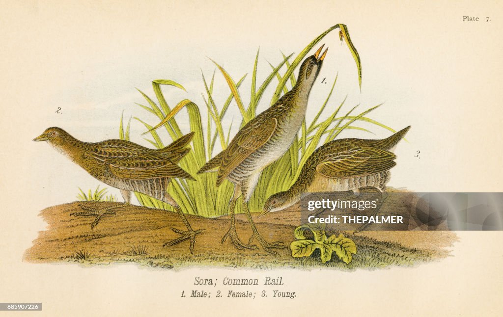 Common rail bird lithograph 1890