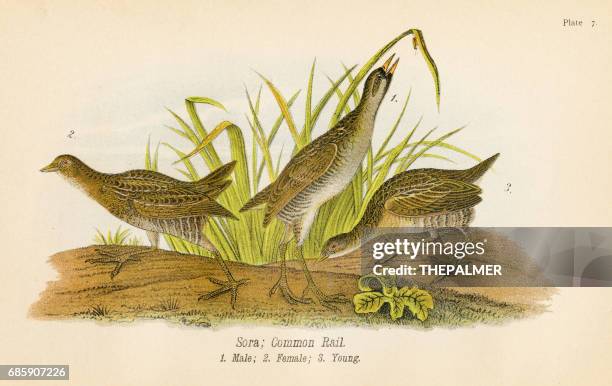 common rail bird lithograph 1890 - common quail stock illustrations