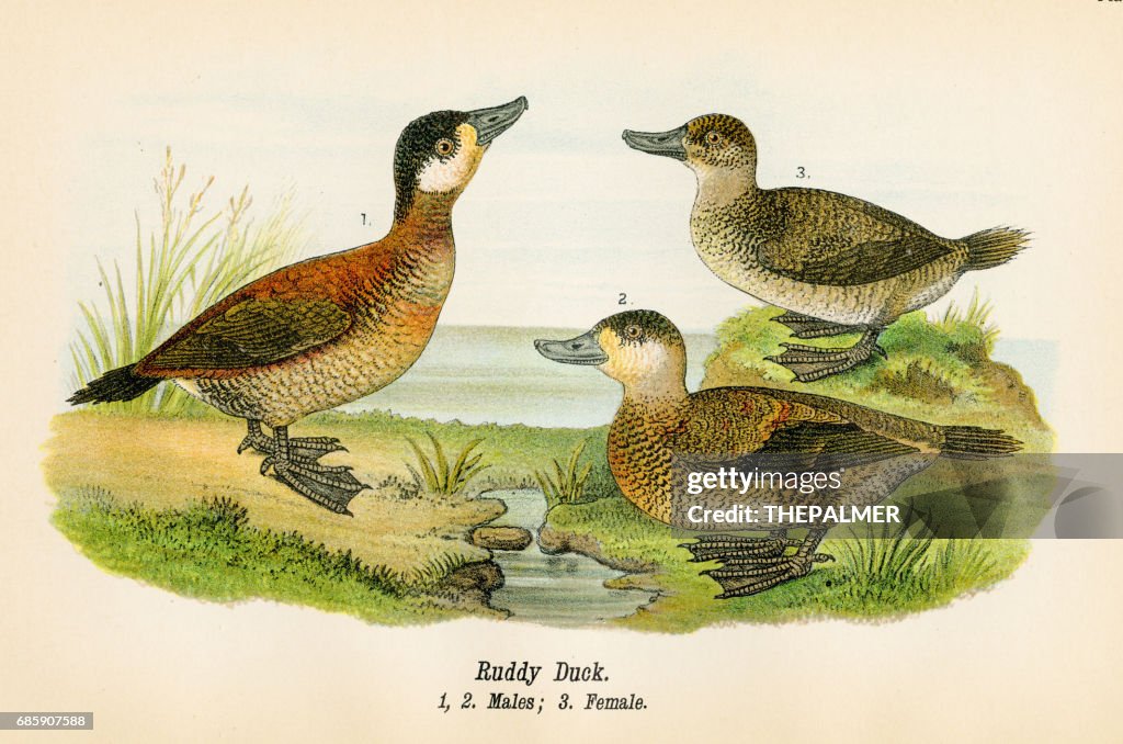 Rudy duck bird lithograph 1890