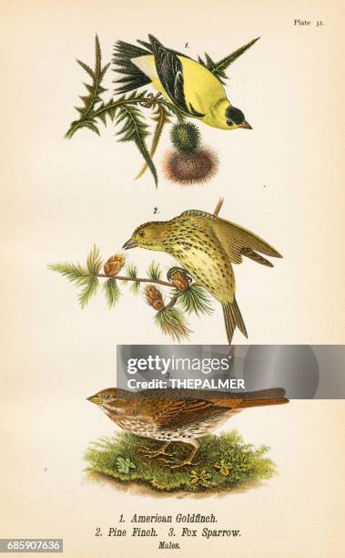 ilustraciones, imágenes clip art, dibujos animados e iconos de stock de litografia de pájaro jilguero pinzón pino 1890 - american goldfinch