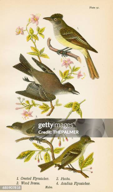 pewee flycatcher phoebe bird lithograph 1890 - eutrichomyias rowleyi stock illustrations