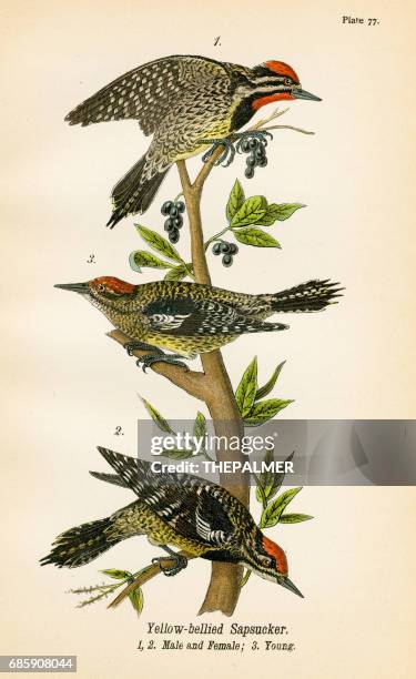 sapsucker bird lithograph 1890 - yellow billed oxpecker stock illustrations