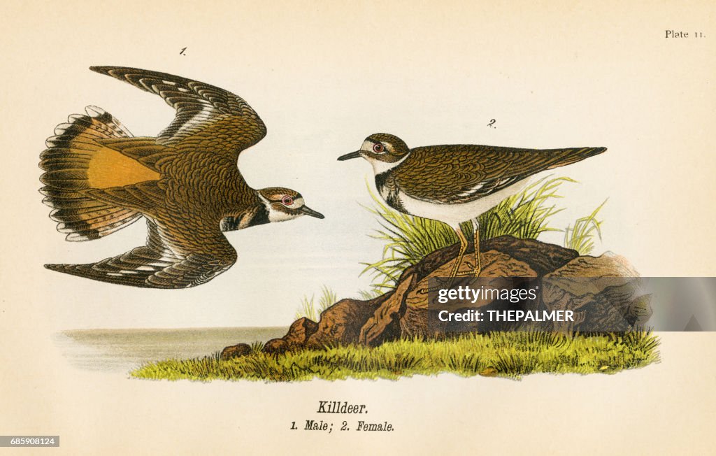 Kildeer bird lithograph 1890