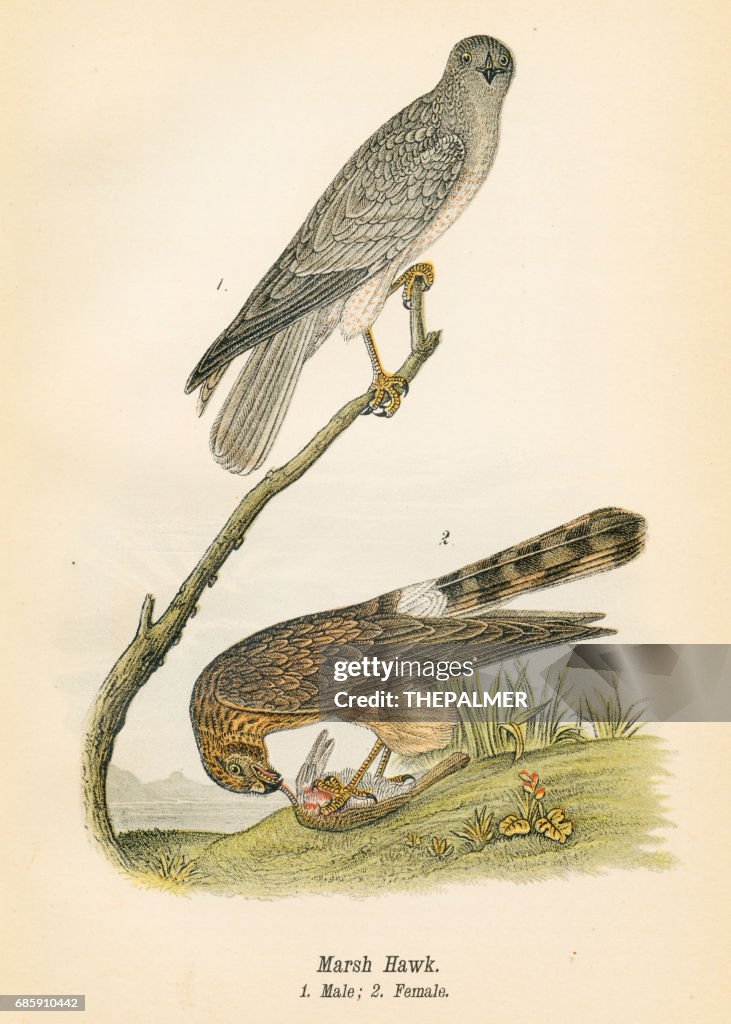 Marsh hawk bird lithograph 1890