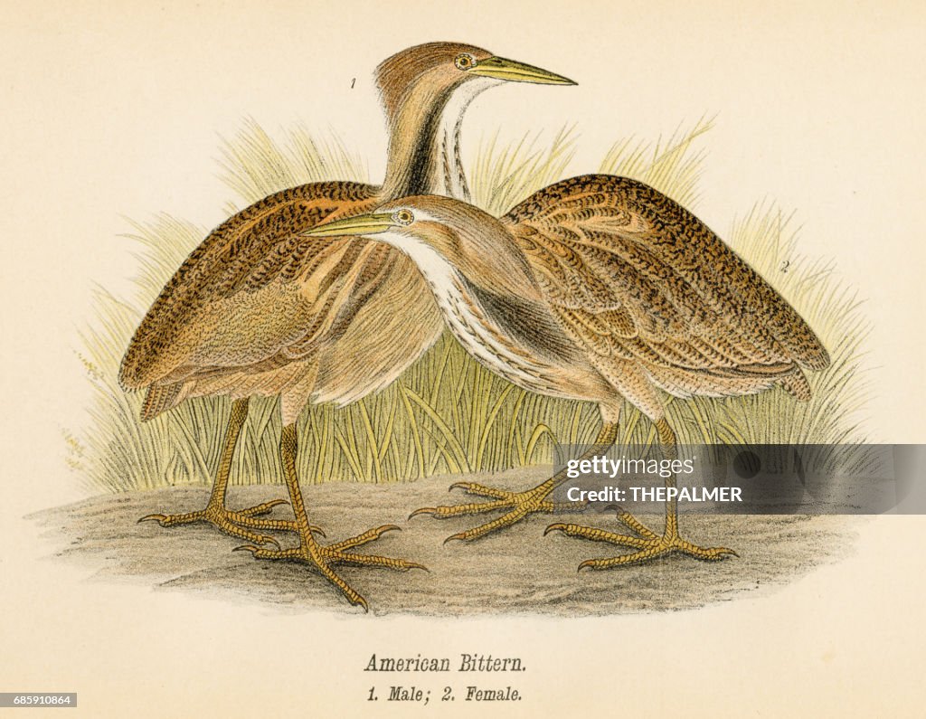 アメリカサンカノゴイ鳥リトグラフ 1890