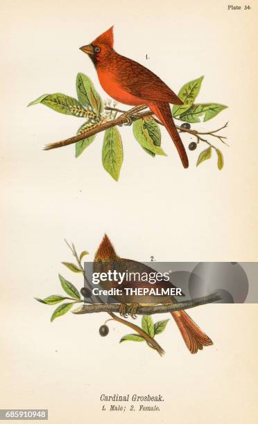 698 Ilustraciones de Pájaro Cardenal - Getty Images 698 Ilustraciones de Pájaro Cardenal - Getty Images