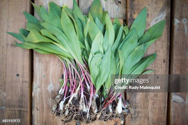 the dirty bunch - wild leek stock pictures, royalty-free photos & images