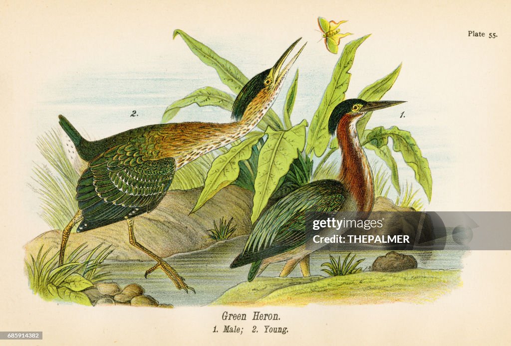 Green heron bird lithograph 1890