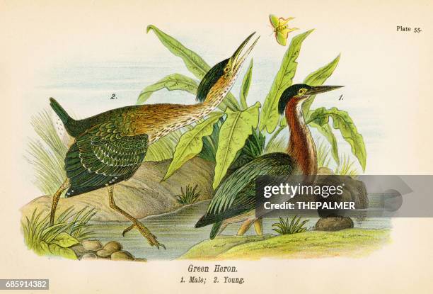 green heron bird lithograph 1890 - green heron stock illustrations